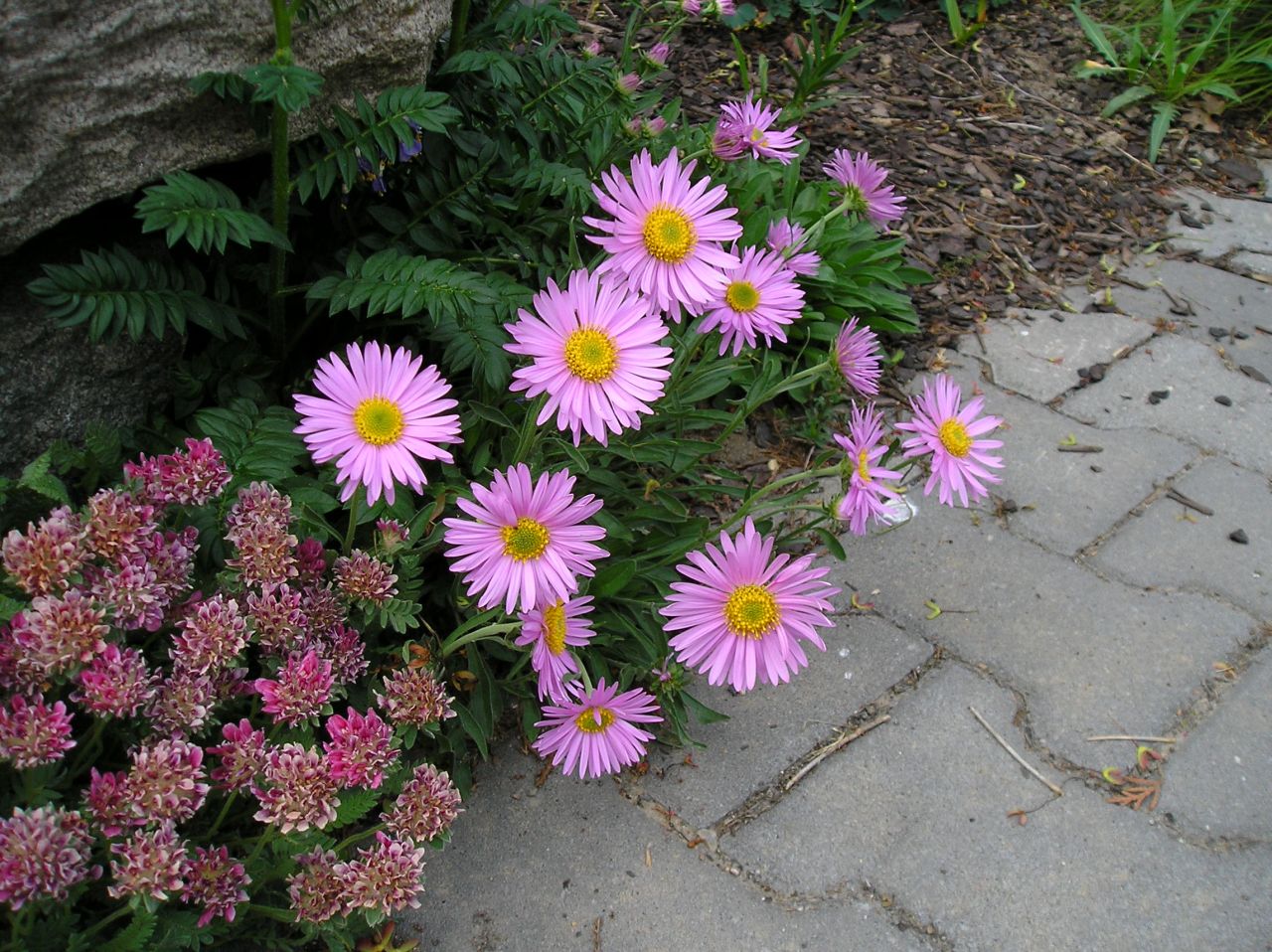 Aster Alpinus